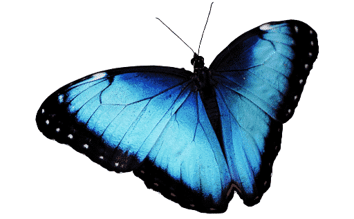 Nicolle Hirigoyen Va faire Refleurir la Source